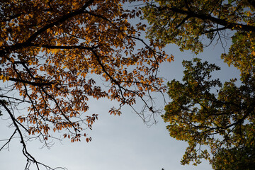 Colorful autumn leaves on trees lit by sunlight with a beautiful blue sky in the background. Green, brown and yellow foliage.