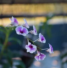 purple orchid flower