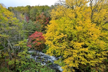 Fototapeta premium 滝見橋から見たカツラの黄葉とカエデの紅葉のコラボ情景＠阿寒湖、北海道