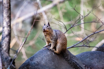 Naklejka na ściany i meble Western Ground Squirrel eating an acorn