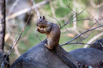 Western Ground Squirrel eating an acorn