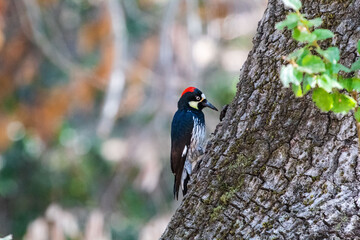 An Acorn Woodpecker in a tree located in the San Francisco Bay Area
