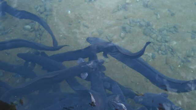 A shoal of large, long finned eels (Anguilla dieffenbachii) in Lake Rotoiti, Nelson Lakes National Park, Tasman District, New Zealand.
