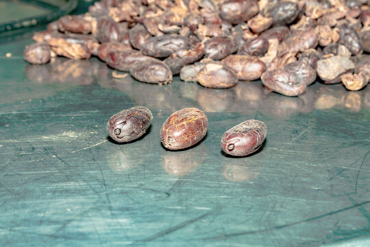 TINGO MARIA, PERU - JUNE 22: A view of the cocoa growers from Naranjillo cooperative in rainforest nearby Tingo Maria in Peru, 2022