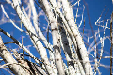White branches against blue sky no leaves