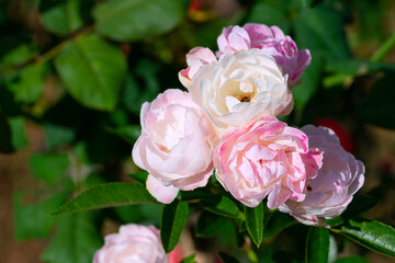 A close-up of beautiful roses