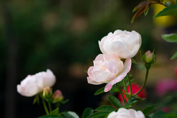 A close-up of beautiful roses