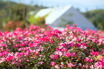 Red rose flower. Background.