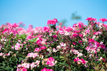 Obraz premium Red rose flower. Background.