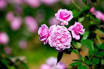 Pink rose in beautiful nature garden