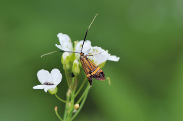 ウスベニヒゲナガ（北海道・知床）
