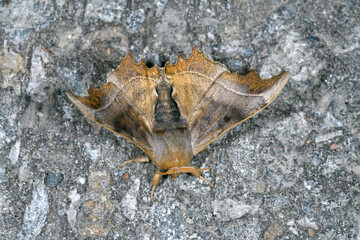 オオクワゴモドキ（北海道・知床）
