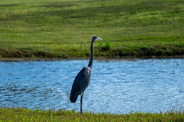A mature blue heron crane standing in a green grassy field with small yellow flowers. The background is a river with green grass.  The tall grey blue bird has a black and red head, long grey legs. 