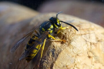 Wasp - a wild insect in black and yellow stripes, with a sting, walking on a traffic jam.