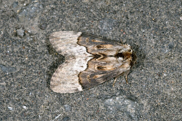 カエデシャチホコ（北海道・知床）
