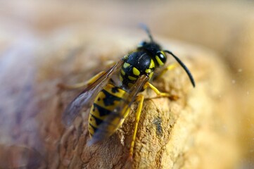 Wasp - a wild insect in black and yellow stripes, with a sting, walking on a traffic jam.