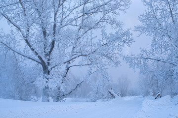 Winter trees in mountains covered with fresh snow