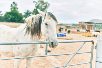 Naklejka premium Adorable horse at the farm.