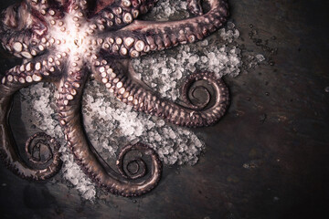 Still Life Close Up of Tentacles of Raw Octopus and Shrimp Lying on Cold Metal Surface