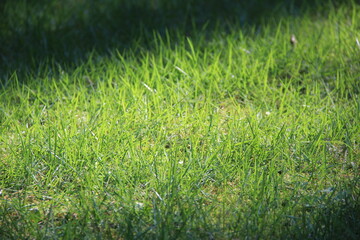 一部に光が当たっている草