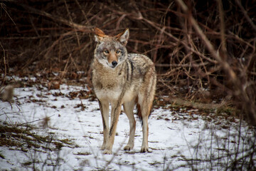Portrait of a big coyote in winter forest
