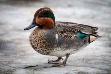 Green-winged teal (Anas carolinensis or Anas crecca carolinensis)