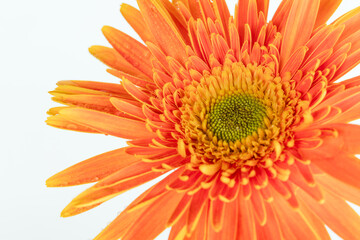 Gerberas on a white background