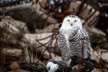 Snowy owl (Bubo scandiacus)
