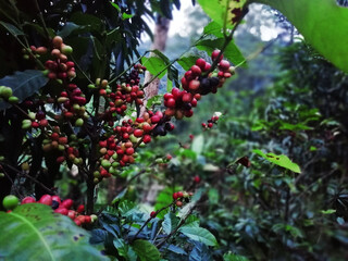 Granos de amor con sabor a café