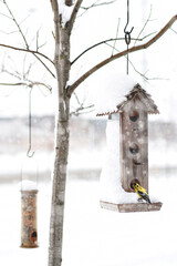 Naklejka premium Yellow goldfinch bird sitting on bird feeder eating seeds in the winter during snowfall