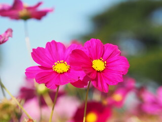 Fototapeta premium Purple, dark Pink color flower, sulfur Cosmos, Mexican Aster flowers are blooming beautifully springtime in the garden, blurred of nature background