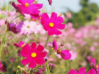 Purple, dark Pink color flower, sulfur Cosmos, Mexican Aster flowers are blooming beautifully springtime in the garden, blurred of nature background