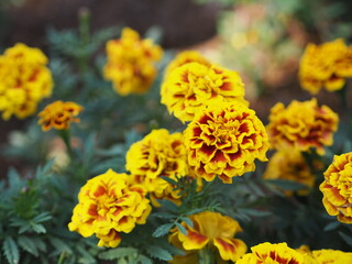 African marigold, American or Aztec marigolds flower Beautiful yellow mix orange color Flowers growing blooming in garden nature background