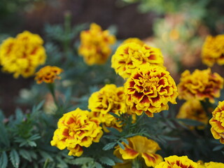 African marigold, American or Aztec marigolds flower Beautiful yellow mix orange color Flowers growing blooming in garden nature background