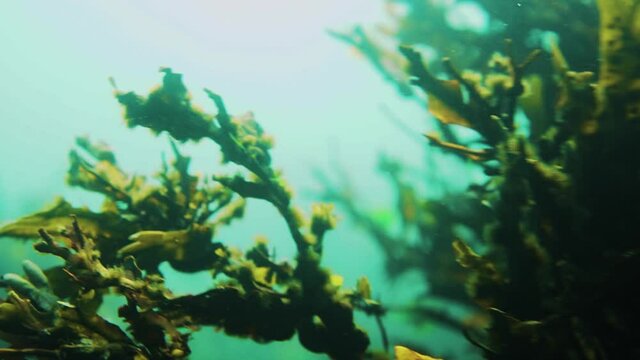 Seaweed flows with the underwater currents in the summer light