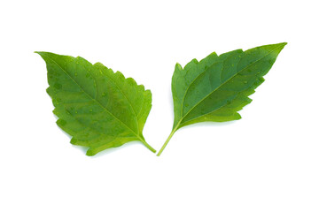 Chromolaena odorata leaves on white background.