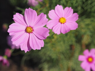 Obraz premium Pink color flower, sulfur Cosmos, Mexican Aster flowers are blooming beautifully springtime in the garden, blurred of nature background
