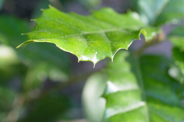 Holly berry leaf green close up.