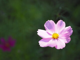 Obraz premium Pink color flower, sulfur Cosmos, Mexican Aster flowers are blooming beautifully springtime in the garden, blurred of nature background