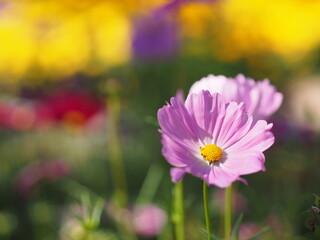 Pink color flower, sulfur Cosmos, Mexican Aster flowers are blooming beautifully springtime in the garden, blurred of nature background