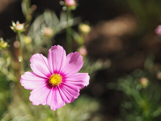 Obraz premium Pink color flower, sulfur Cosmos, Mexican Aster flowers are blooming beautifully springtime in the garden, blurred of nature background