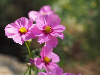 Obraz premium Pink color flower, sulfur Cosmos, Mexican Aster flowers are blooming beautifully springtime in the garden, blurred of nature background
