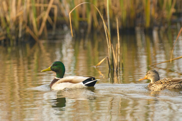 Male and female drake hen mallard duck swimming in wetlands .