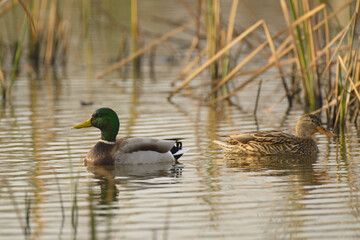 Male and female drake hen mallard duck swimming in wetlands .