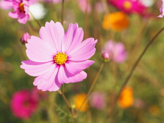 Obraz premium Pink color flower, sulfur Cosmos, Mexican Aster flowers are blooming beautifully springtime in the garden, blurred of nature background
