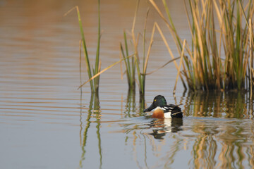 Northern shoveler duck drakes males swimming .