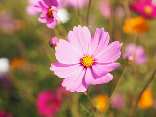 Fototapeta premium Pink color flower, sulfur Cosmos, Mexican Aster flowers are blooming beautifully springtime in the garden, blurred of nature background