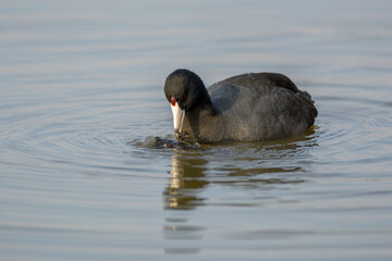 American coot duck eating food from water surface .