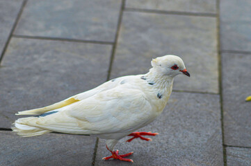 The beautiful pigeon with feathers is white with a hint of blue and yellow