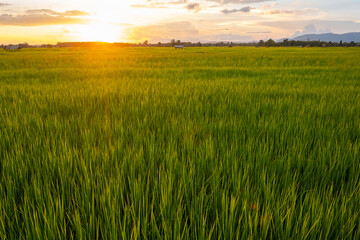 Fototapeta na wymiar Rice is growth in the rice paddies.